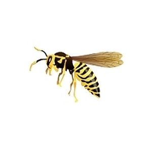 Yellow Jacket